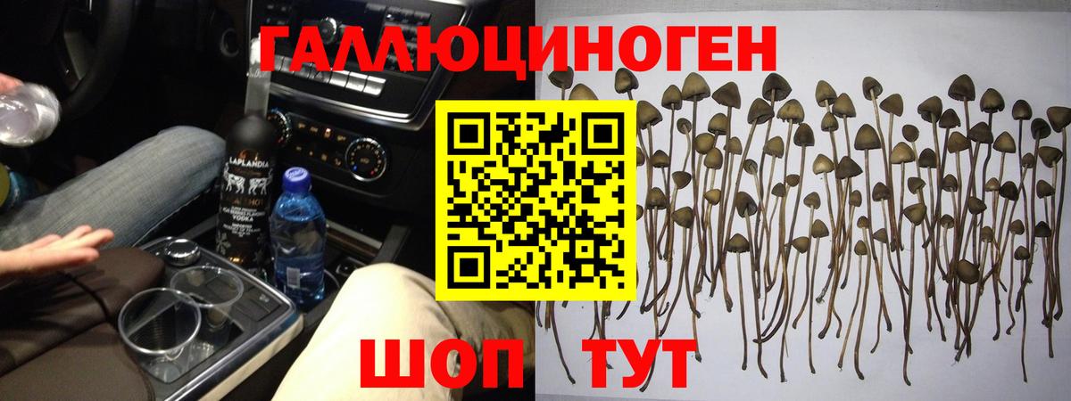 Борзя  Псилоцибиновые грибы мухоморы  Вход с VPN  Псилоцибиновые грибы Psilocybine cubensis 
